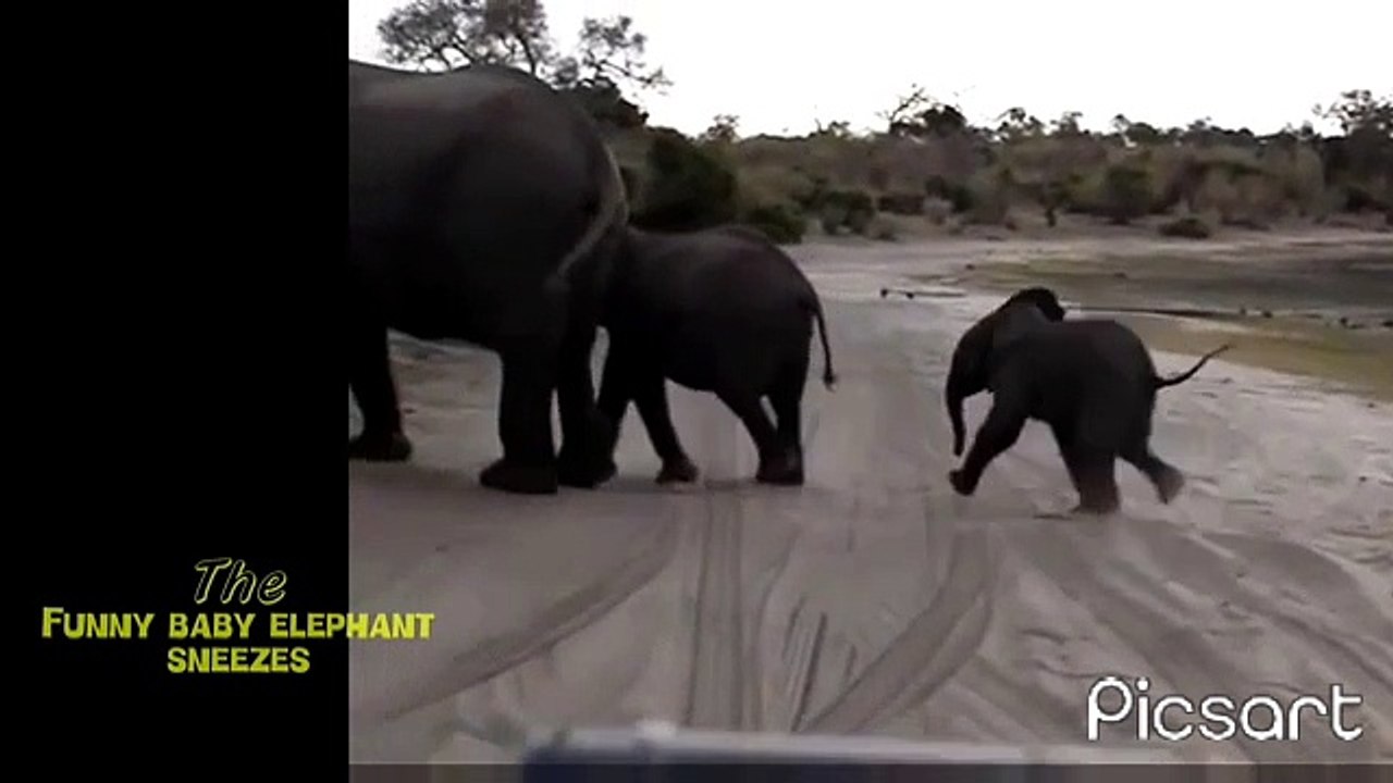 funny baby elephant