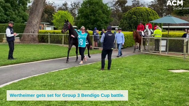 Wertheimer gets set for Group 3 Bendigo Cup battle | October 26, 2022 | Bendigo Advertiser