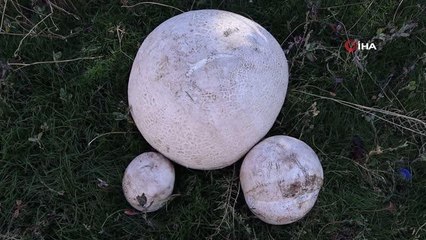 Yürüyüş yaparken 9 kiloluk mantar buldu