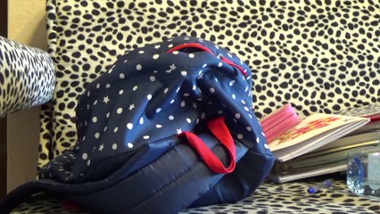 Moment Kucing Lucu,Cat and Dog