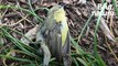 A New-York, des milliers d’oiseaux meurent dans les rues