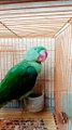 Talking Parrot Pahadi Parrot #talkingparrot #parrots
