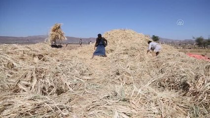 Son dakika haber | Yemen'de buğday hasadı zamanı