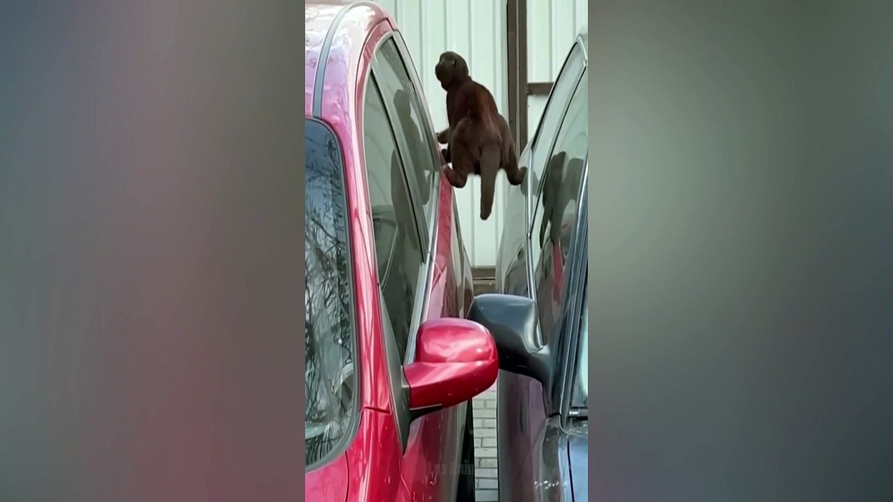 Funny Animals 3