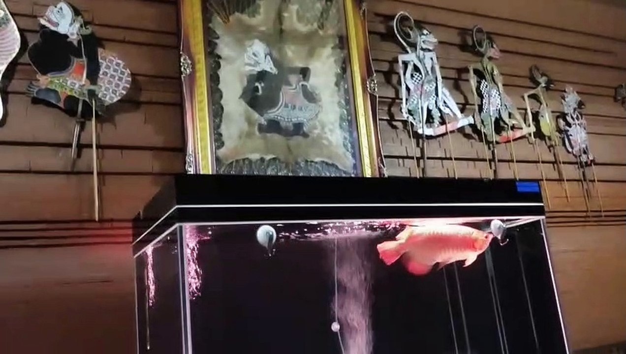 beautiful super red arowana fish