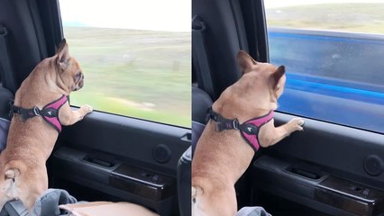 Funny Frenchie tries to catch all the cars passing her by