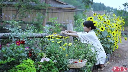 The life of tomato~番茄………的一生？- 花开好了，果子熟了，蕃茄红了，蕃茄火锅走起！- Liziqi Channel