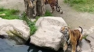 Tiger & Panda Zoo