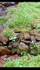 gila-keren-banget-Channa-limbata-dari-lu_6