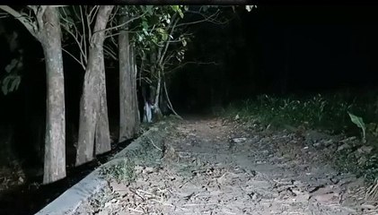 Ngeri,,,!! Kuntilanak kejar - Kejar BOCIL