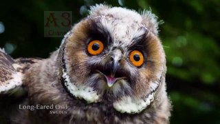 Suara Burung di hutan