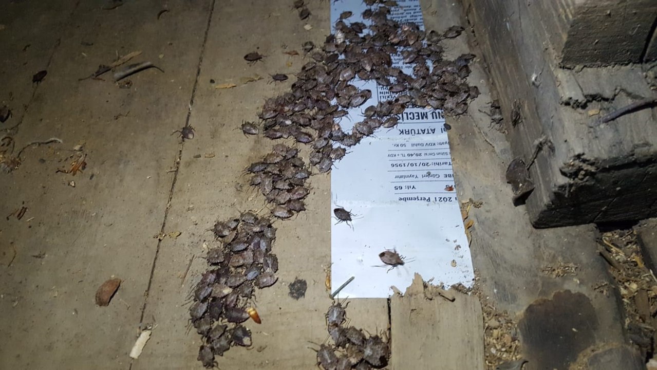 Artvin'in Borçka İlçesini böcekler istila etti