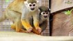A trio of adorable squirrel monkeys born at Woburn Safari Park