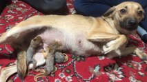 Köpek Zeyna yavru sincaplara annelik yapıyor