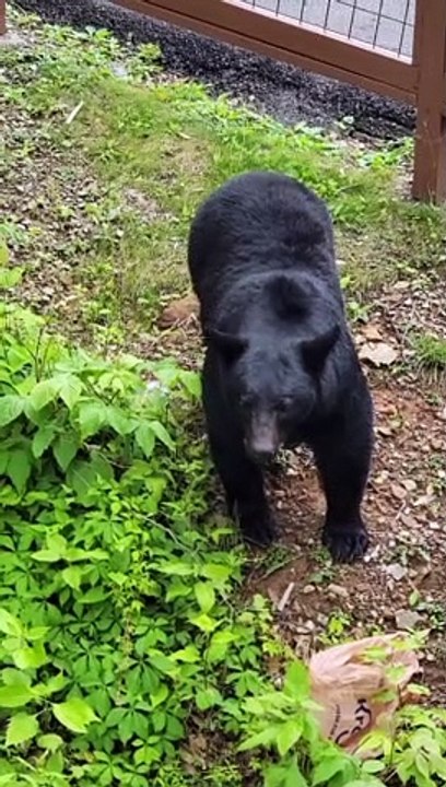Black Bear Crashes Family Vacation
