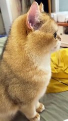 Angry cat very funny conversation