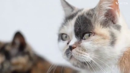 cat_video_‍⬛(480p)