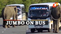 Jumbo Stops Bus, Tries To Enter