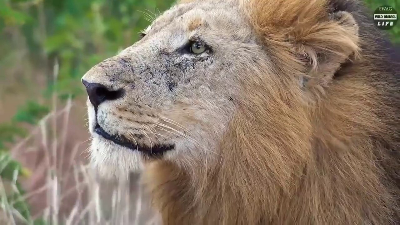 Craziest Moments Of Big Cat Fights Caught On Camera