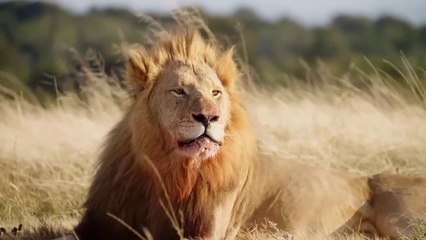 Suara suara hewan lucu