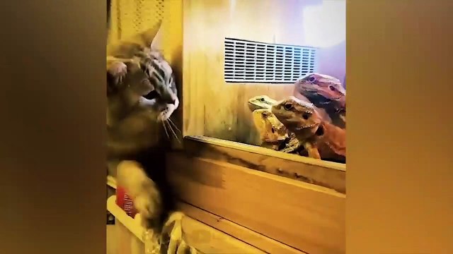 Tingkah lucu hewan peliharaan #007, kucing, anjing, dll.