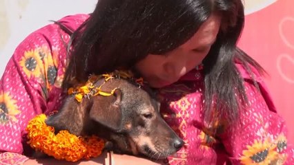 Cuidar perros como ofrenda divina