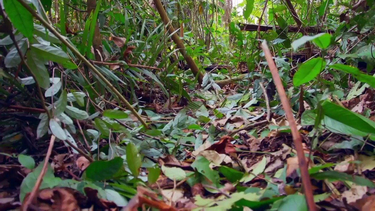 Lost Cities of the Amazon - Se1 - Ep01 - Secrets in the Jungle HD Watch HD Deutsch
