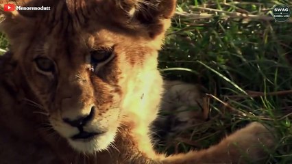 Pitiful! The Lion Cub Abandoned And The Sad Ending With The Little Animal Unfortunate