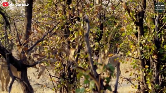 What Happens After An Elephant Loses Its Life In Wild Animals Wild Animal Life