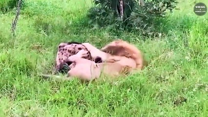 7 Brutal Moments Alpha Lions Attacked Their Prey   Wild Animal Life