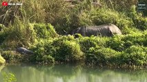 7 Shocking Moments Rhinos Attacked Their Enemies   Wild Animal Life