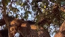Revenge! Leopards Kidnaps A Lion Cub And What Happens Next   Wild Animal Life