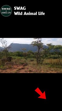 Lion fight Crocodile #shorts #animals #animal #lion #buffalo