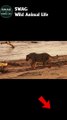 Lion fight Crocodile 3 #shorts #animals #animal #lion  #buffalo