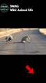 Leopard Fight Porcupine To The Death 2 #animal #shorts #shortvideo #animals
