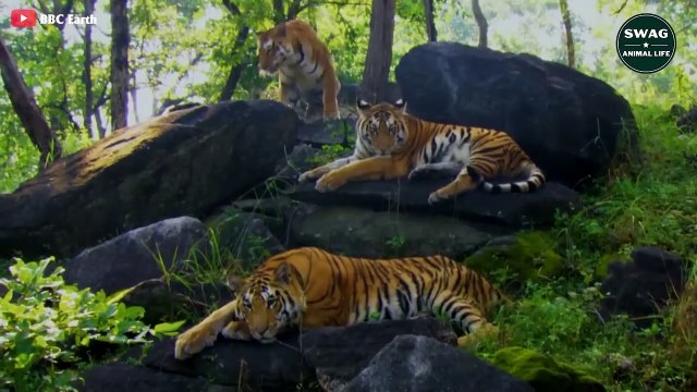 The Male Tiger Lost His Life To Protect The Territory Wild Animal Life