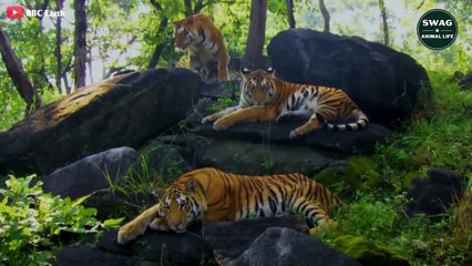 The Male Tiger Lost His Life To Protect The Territory   Wild Animal Life