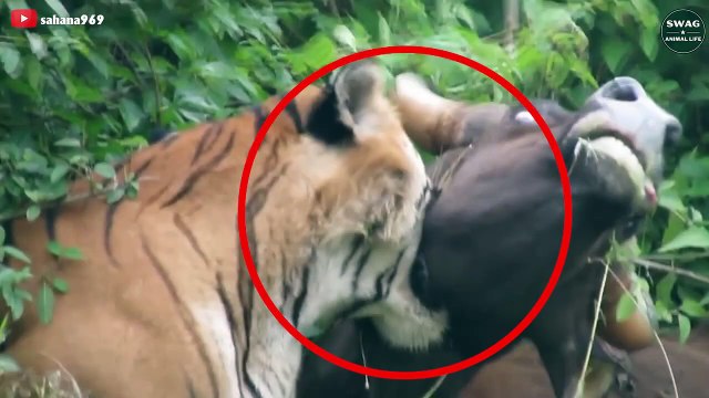 Merciless! 7 Moments Tigers Attack And Ki.ll Their Prey Wild Animal Life