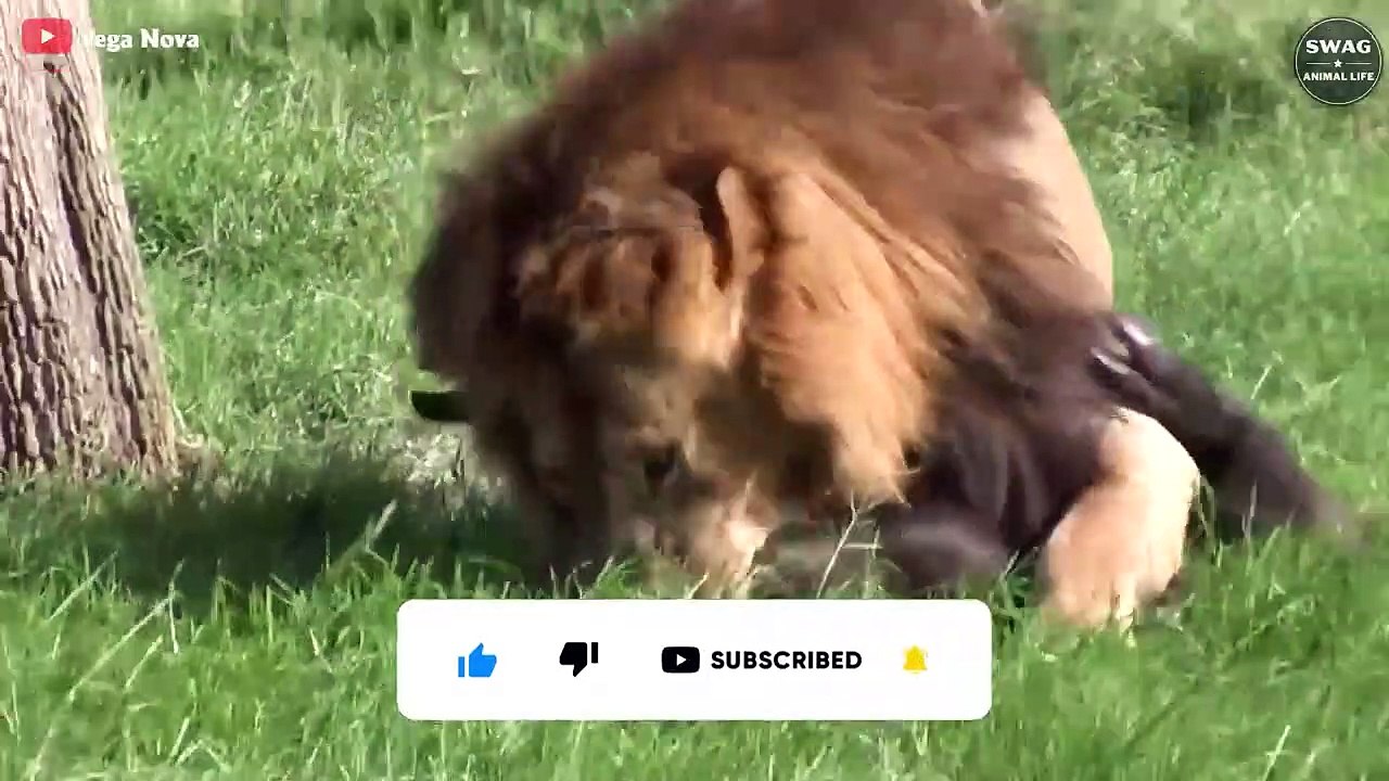 Tragic! Lion Is Injured While Hunting And What Happens After   Wild Animal Life