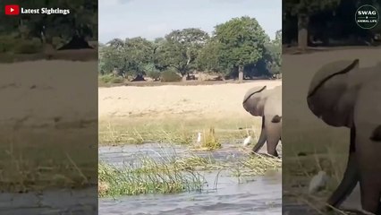 7 Most Brutal Battles Of Elephants Threaten Bully Predators   Wild Animal Life