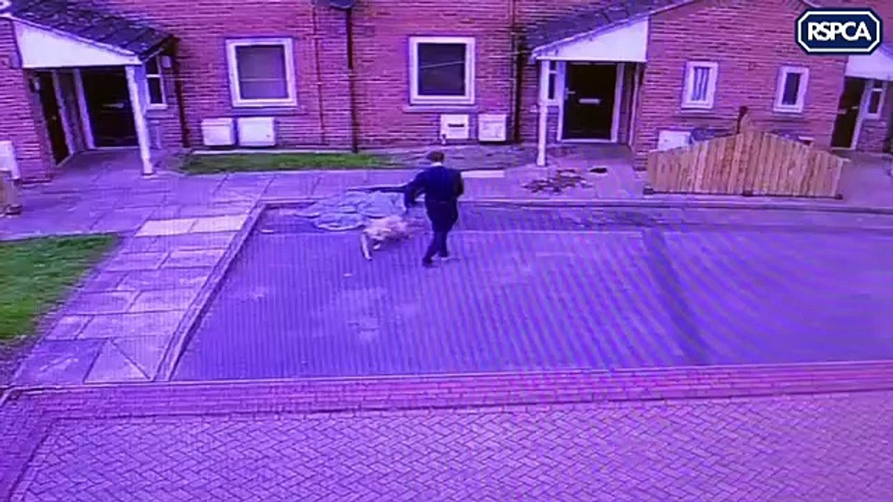 Man caught on CCTV beating dog with mop handle in cowardly attack