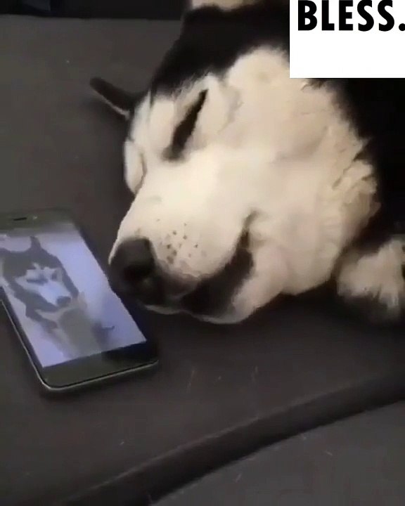 Dog Dream_2022 10 26