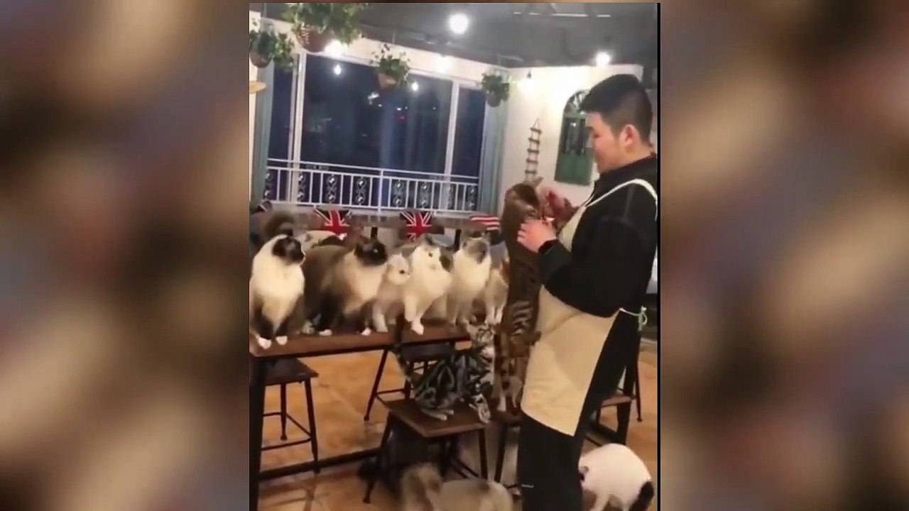 YOU LAUGH YOU LOSE _ Cute and Funny Cat Video