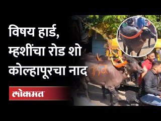 Diwali Padwa म्हणजे म्हशींचा रोड शो.. आमदार Ruturaj Patil यांचा 'कोल्हापुरी रांगडा थाट' बघाच..