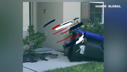 Bahçesine giren timsahı çöp kutusuna sokmaya çalışan adam