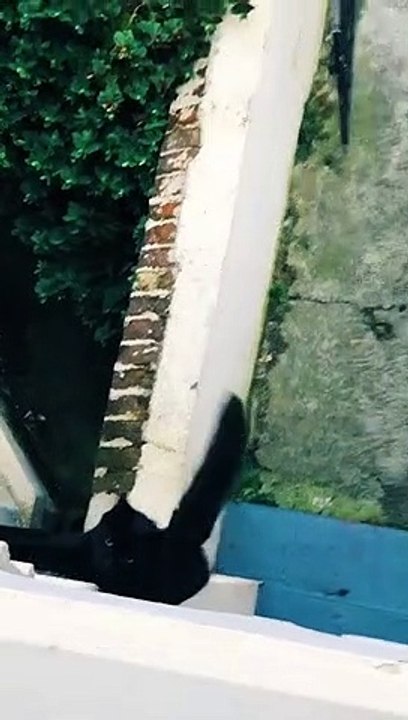 Best Funny Animal Videos Of The 2022  - Funniest Cats And Dogs Videos , We've selected the best of the funniest and cutest Cats & Dogs videos that will make you laugh all day long