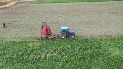 Bu yıl 40 bin 500 ton şeker üretimi hedefleniyor (2)