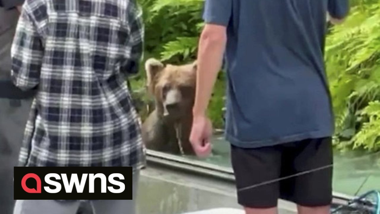 Huge grizzly bear enjoys refreshing dip in Alaskan bay just METRES away from tourists