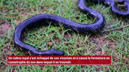 Suède : un cobra royal s’échappe et provoque la fermeture d’un zoo !