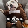 Il dolcissimo bulldog che spopola su TikTok